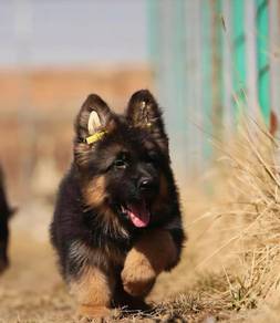 German Shepherd