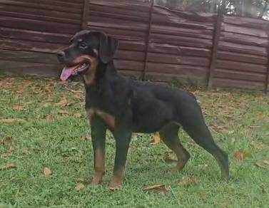 Rottweiler