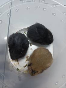 hamster syrian 