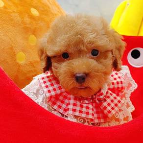 Poodle