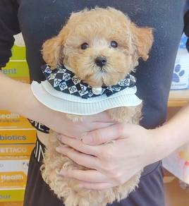 Poodle