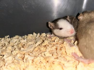 Dumbo rat