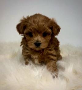 Beloved Maltipoo tiny cute fluffy companian puppy