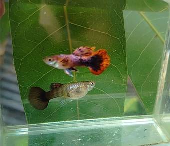 ikan guppy pink magenta roundtail