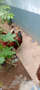 ayam rir