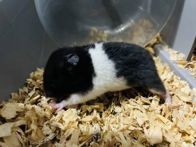 syrian hamster