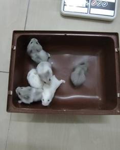 Campbell Hamster Platinum / Blue / White