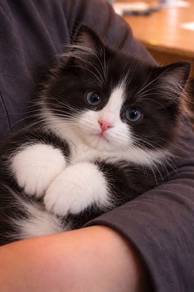 Tuxedo Mainecoone Kitten