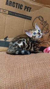 Bengal kitten 