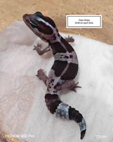Fattail Gecko 