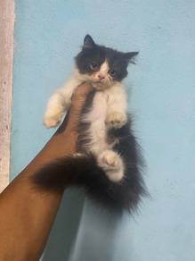 semi flat face (male,female)