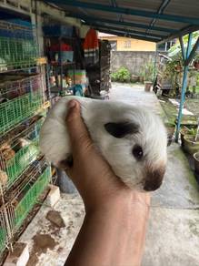 Guinea pig / Tikus Belanda