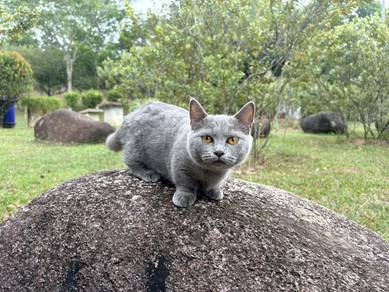 BSH Munchkin SS