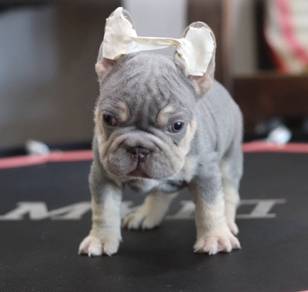 FRENCH BULLDOG PUPPIES VIP122🌻 boy-girl lilac tan