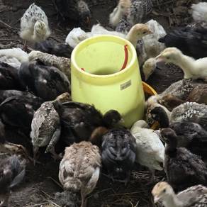 ayam piru /belanda