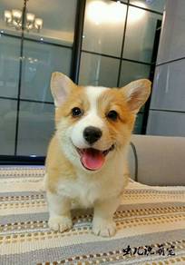 Welsh Corgi