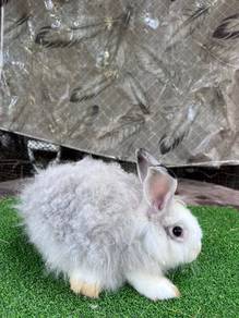 Arnab Rabbit