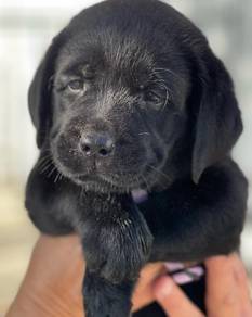 black color Labrador retriever n
