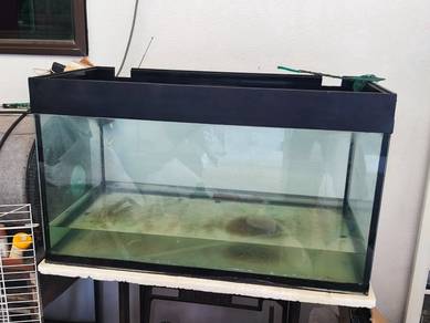 fish aquarium