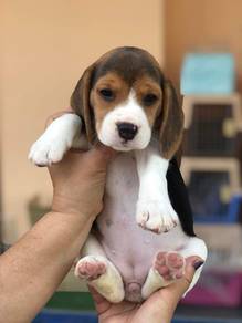 Beagle
