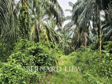 Agricultural Land in Nibong Tebal, PNG
