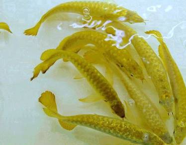 golden crossback 5 inch -wholesale price