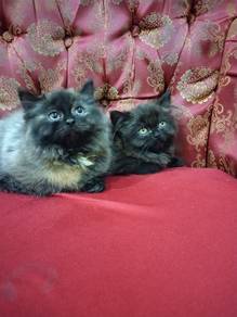 anak kucing semi flact face parsi 