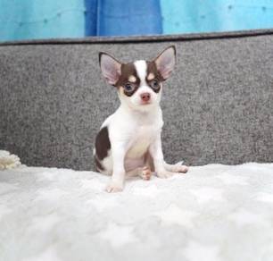 Chihuahua Puppy 90