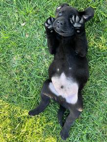 black color Labrador retriever a