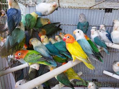 Burung lovebird fischer #nuricinta