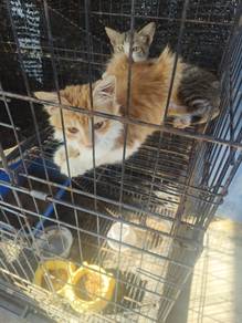 kucing bulu kembang