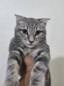Scottish Fold x Domestic shorthair