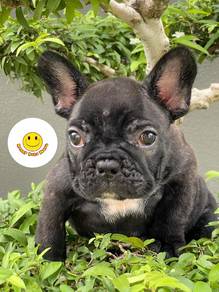 GSW217 French Bulldog black color puppy