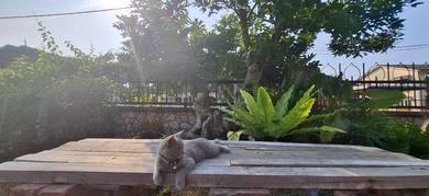 KUCING BRITISH SHORT HAIR BSH Meow