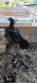 ayam ratu superblack