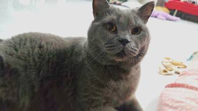 BSH untuk di rehome