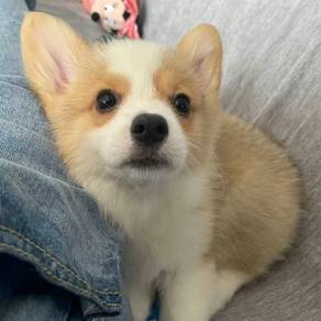B8777 Velvety Corgi Long Body Short Legs Dog Puppy