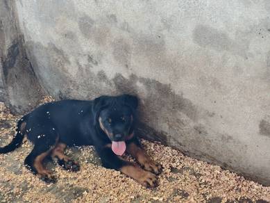 rottweiler puppy