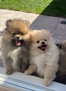Beautiful Tiny Toy Pomeranian Puppies Ready Now
