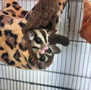 sugar glider