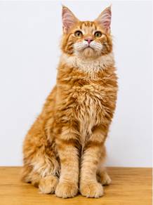 Mainecoon