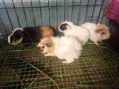guinea pig comel