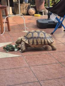 sulcata