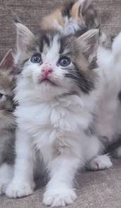 Mainecoon Mix