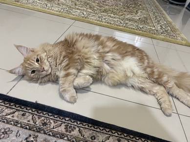 Mainecoon for Re🏠
