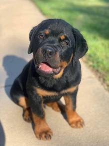 Rottweiler puppy 