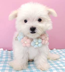 Maltipoo