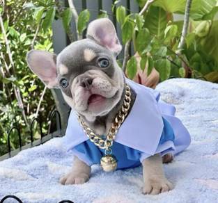 FRENCH BULLDOG PUPPIES 🌻S218 Boy~Girl