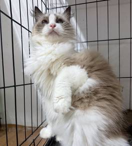 Ragdoll