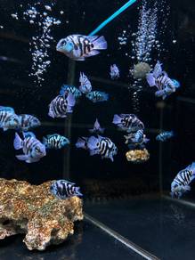 Polar Blue Parrot Cichlid / Panda Parrot